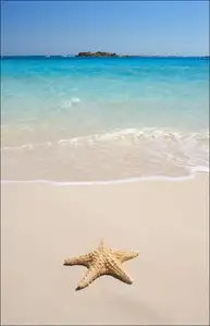 Rozgwiazda na plaży - plakat