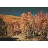 Fall aspens in San Juan County, Colorado USA, Carol Highsmith - plakat