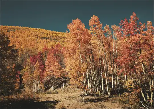 Fall aspens in San Juan County, Colorado USA, Carol Highsmith - plakat