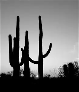 Saguaro Cactus near Tucson, Arizona. - plakat