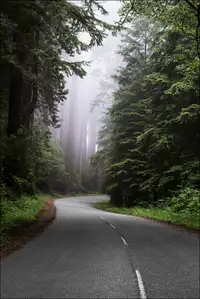 Redwood National and State Park on U.S. 101 in Northern California. - plakat