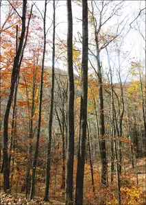 A small portion of the Fanny Bennett Hemlock Grove on one side of Spruce Knob, West Virginia. - plakat