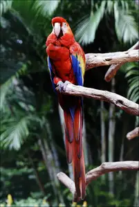 Parrot at the Parrot Jungle and Gardens, south of Miami. - plakat