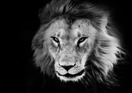 Lions in the grass at the Wild Animal Sanctuary near Keenesburg, Colorado., Carol Highsmith - plakat