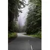 Redwood National and State Park on U.S. 101 in Northern California. - plakat