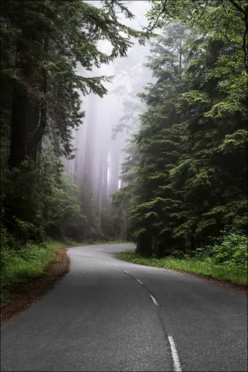 Redwood National and State Park on U.S. 101 in Northern California. - plakat
