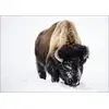 American bison, or buffaloes, in Yellowstone National Park in the northwest corner of Wyoming., Carol Highsmith - plakat