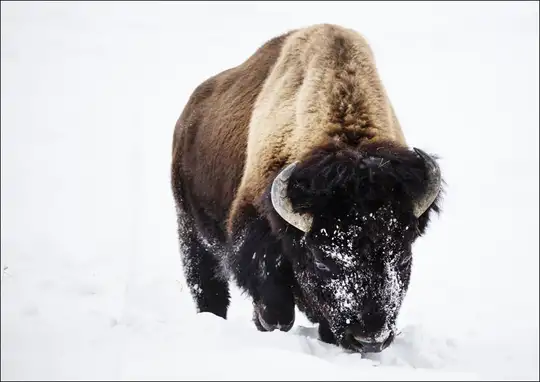 American bison, or buffaloes, in Yellowstone National Park in the northwest corner of Wyoming., Carol Highsmith - plakat