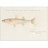 Antique fish athennidae, F. E. Clarke - plakat