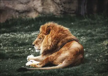 Lions at The Montgomery Zoo in Oak Park, Carol Highsmith - plakat