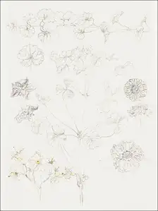 Oxalis, Zinnia, and Potato Blossom, East Hampton, Samuel Colman - plakat