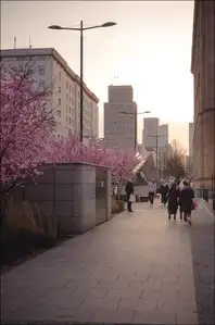 Kwitnąca Warszawa 2 - plakat premium