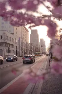 Kwitnąca Warszawa - plakat premium