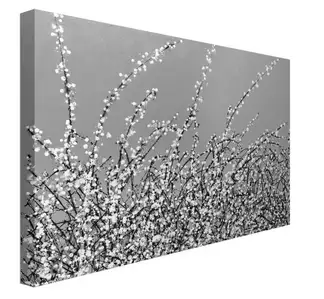 Early Blossom - obraz na płótnie