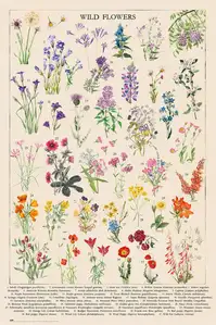 Vintage Wild Flowers - plakat