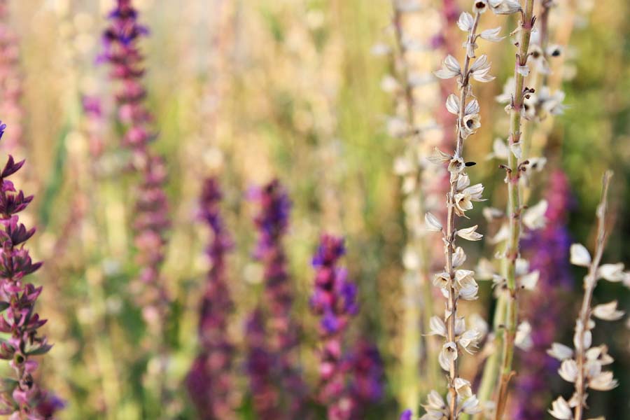 Złoty Fioletowy - plakat premium 50x40 cm