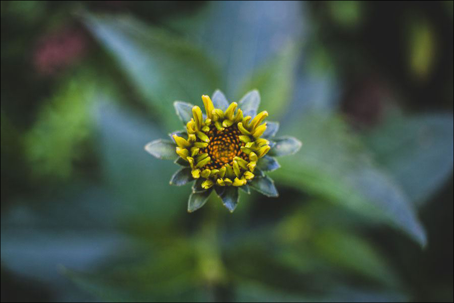 Pąk – plakat premium 70x50 cm