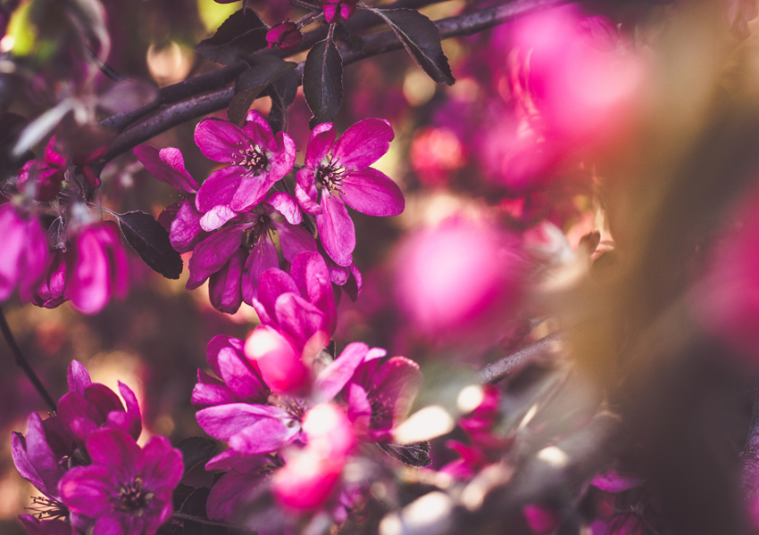 Jabłoń - plakat premium 100x70 cm