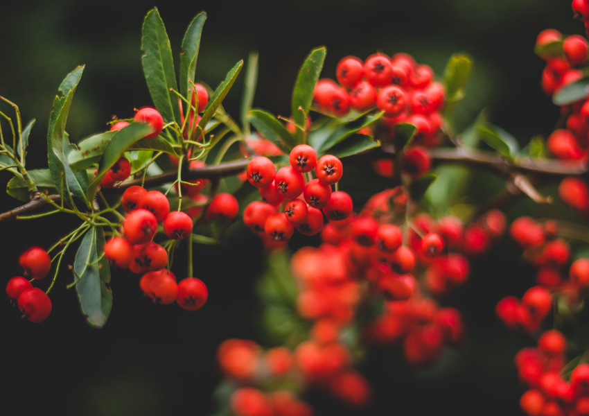 Ognik - plakat premium 80x60 cm