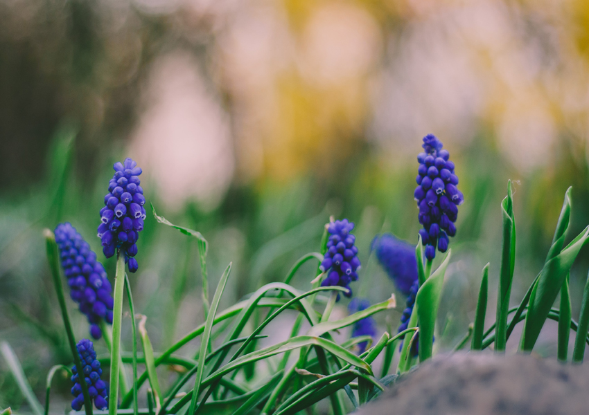 Szafirki – plakat premium 30x20 cm